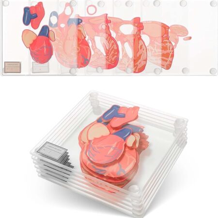 Original Anatomic Heart Coasters Set – Fade-Proof Print – Best