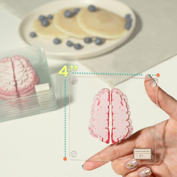 Anatomic Brain Specimen Coasters (Set of 10) - Neuroscience Gifts Best Red - Image 7