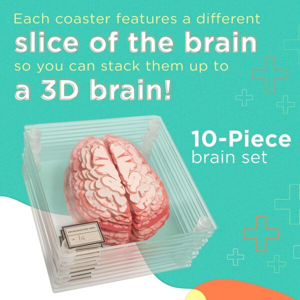 Anatomic Brain Specimen Coasters (Set of 10) - Neuroscience Gifts Best Red - Image 2